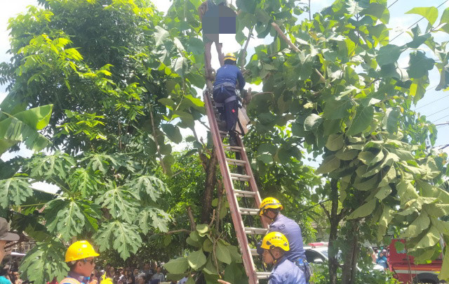 Petugas Damkarmat Bojonegoro ketika mengevakuasi korban meninggal tersengat listrik di atas pohon.