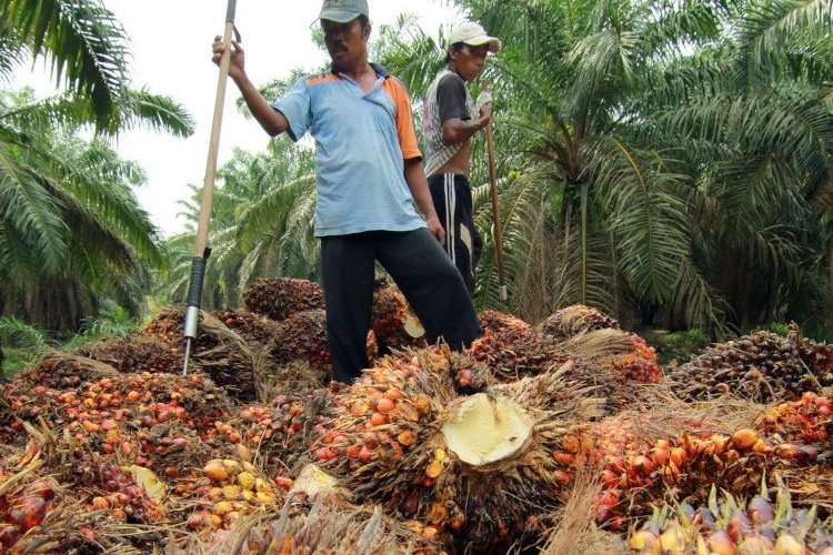 Petani kelapa sawit