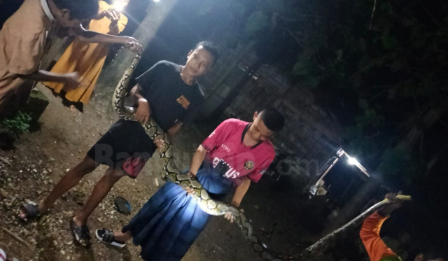 Warga Desa Bandungrejo, Kecamatan Ngasem, Kebupaten Bojonegoro, saat berhasil menangkap ular sepanjang sekira tiga meter.