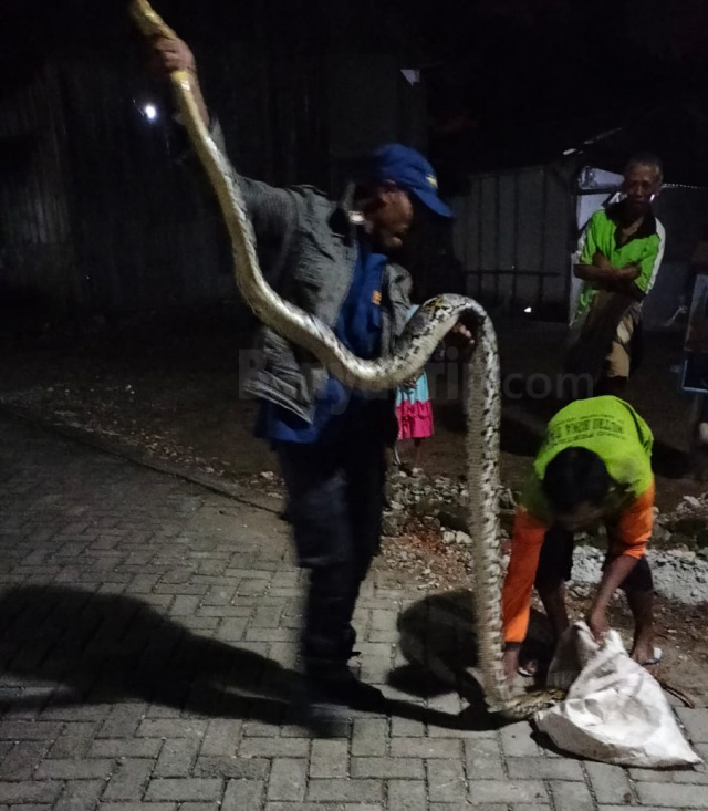 Warga Bandungrejo dan personel Damkar ketika memasukkan ular ke dalam zak.
