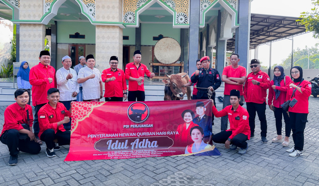 Sapi kurban dari DPD PDI Perjuangan Jatim saat diserahkan ke Masjid Baitun Najah oleh DPC PDI Perjuangan Bojonegoro.