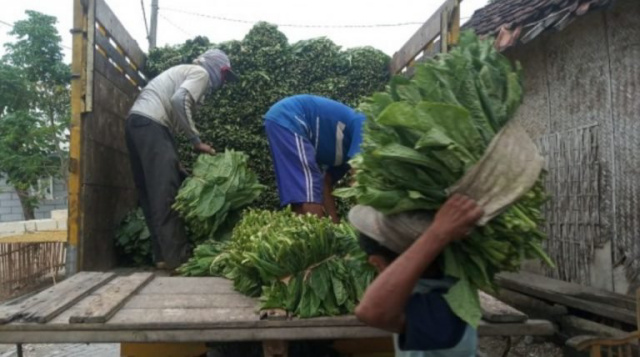 Sejumlah petani Bojonegoro, Jawa Timur, saat melakukan panen raya tembakau.