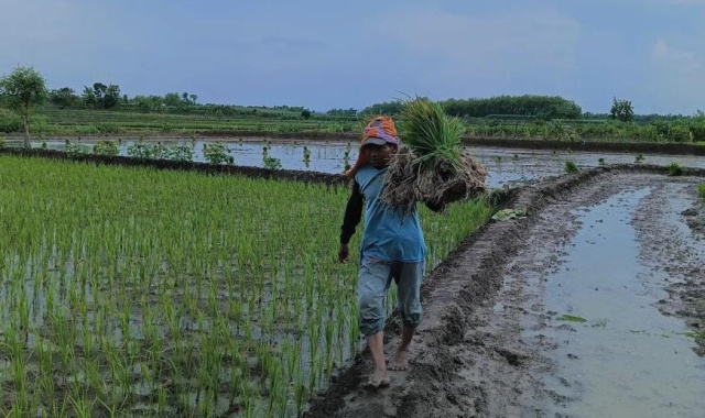Petani di Kabupaten Bojonegoro, Jawa Timur saat melakukan aktivitas tanam padi.