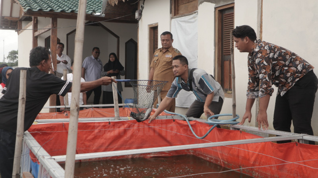 Budidaya ikan lele