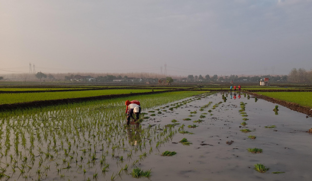 Petani Bojonegoro
