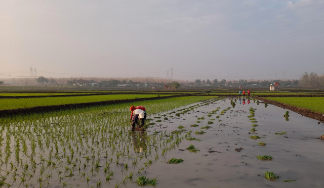 Petani Bojonegoro