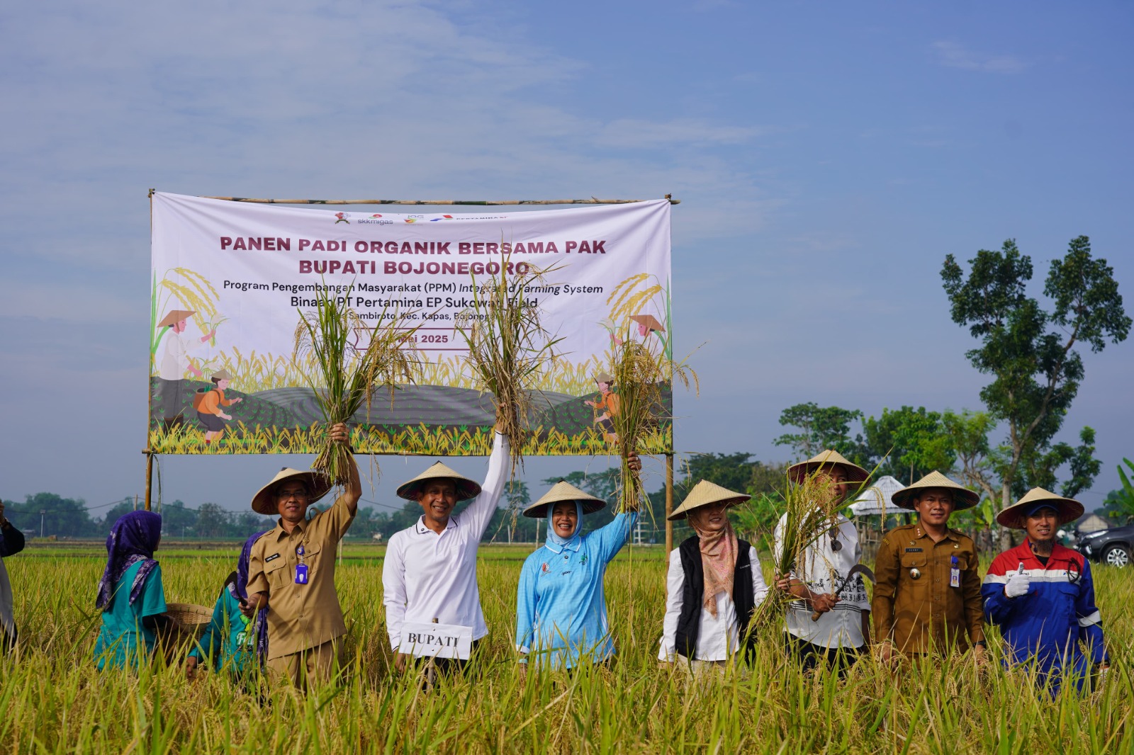 Panen padi organik.