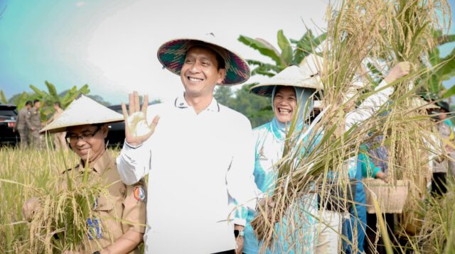 Panen padi organik.