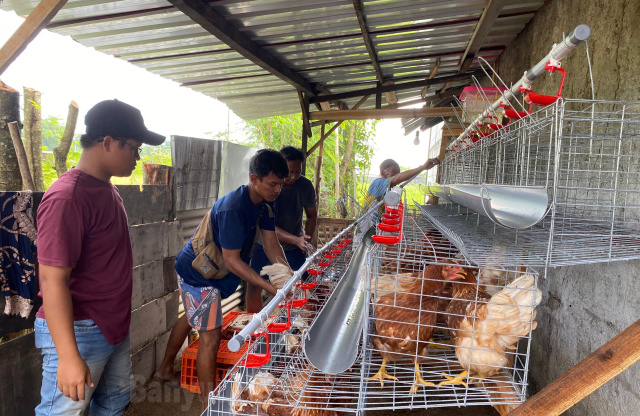 Pendamping program ayam petelur, Alas Institute.