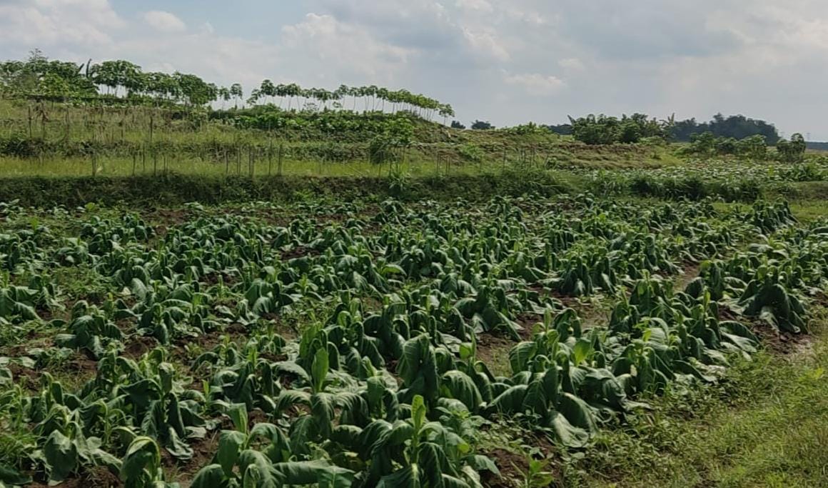Petani tembakau terdampak kemarau basah.