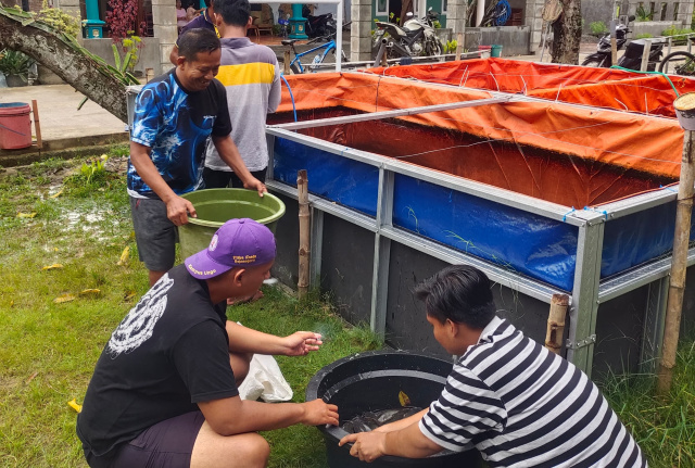Para peternak lele binaan Pertamina EP Sukowati di Desa Ngampel.