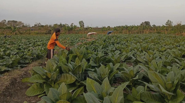 Tembakau Bojonegoro.