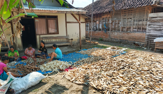 Petani kupas singkong