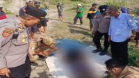 Jebakan tikus beraliran listrik.