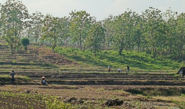 Petani pinggiran hutan