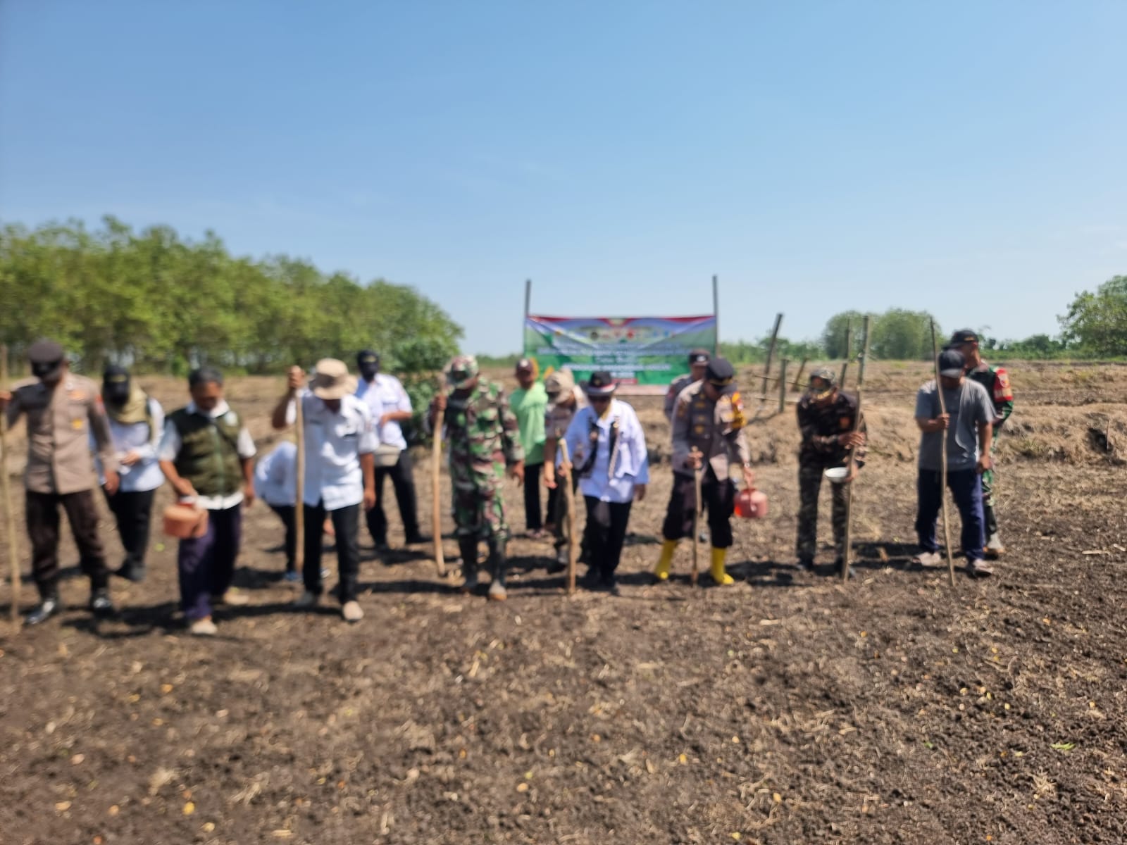 Tanam jagung swasembada pangan.