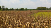 Tanaman jagung mati.