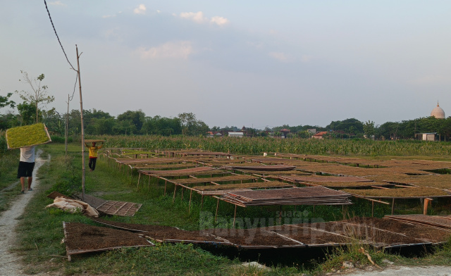 Perajangan tembakau