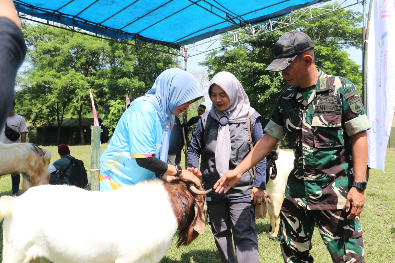 Kontes domba kambing.
