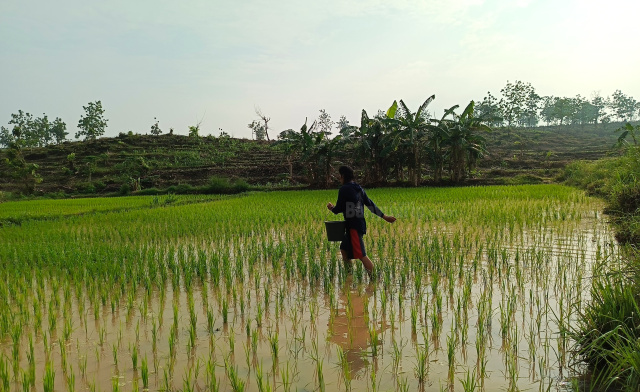 Petani sedang memupuk padi