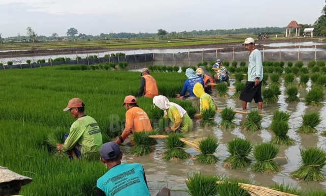 Petani Bojonegoro