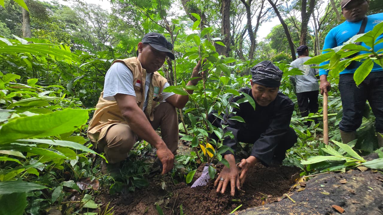 Tanam pohon beringin.