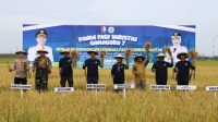 Bupati Wahono panen raya padi