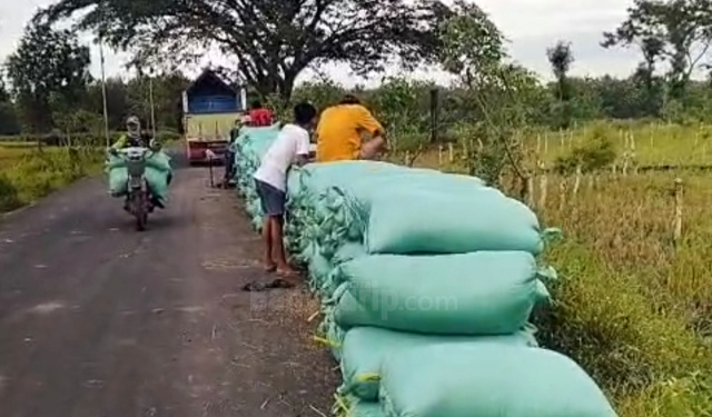Petani Bojonegoro