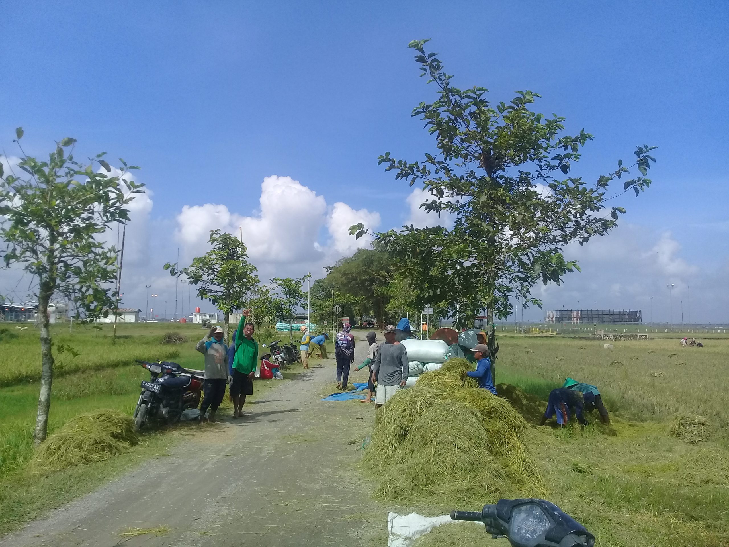 Panen padi sekitar migas kedung keris.