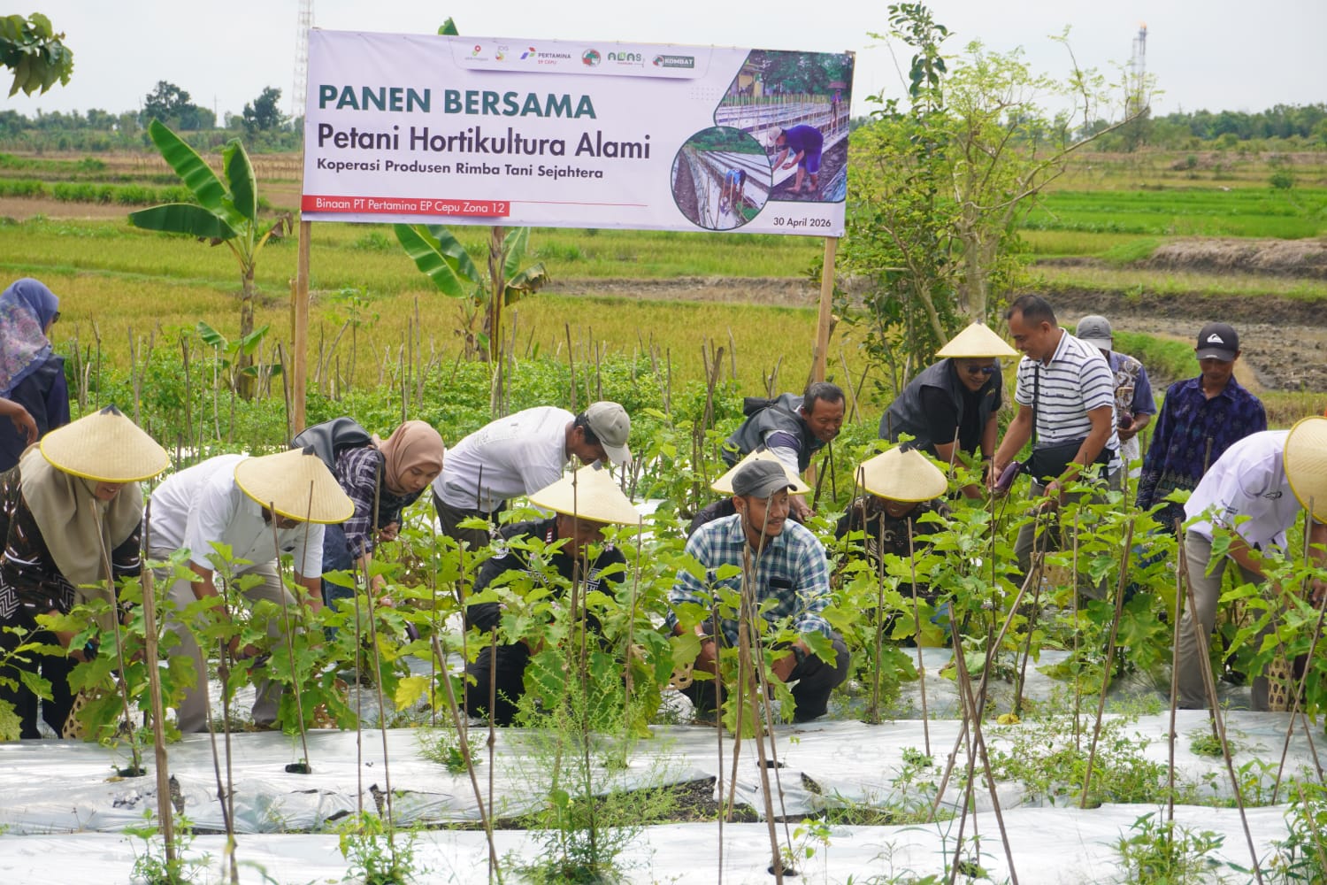 Hortikultura organik.