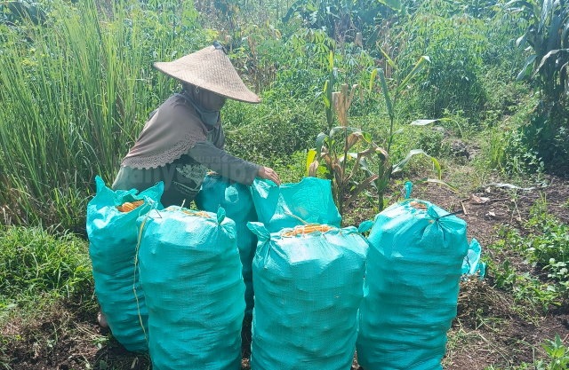 Petani sekitar hutan Bojonegoro