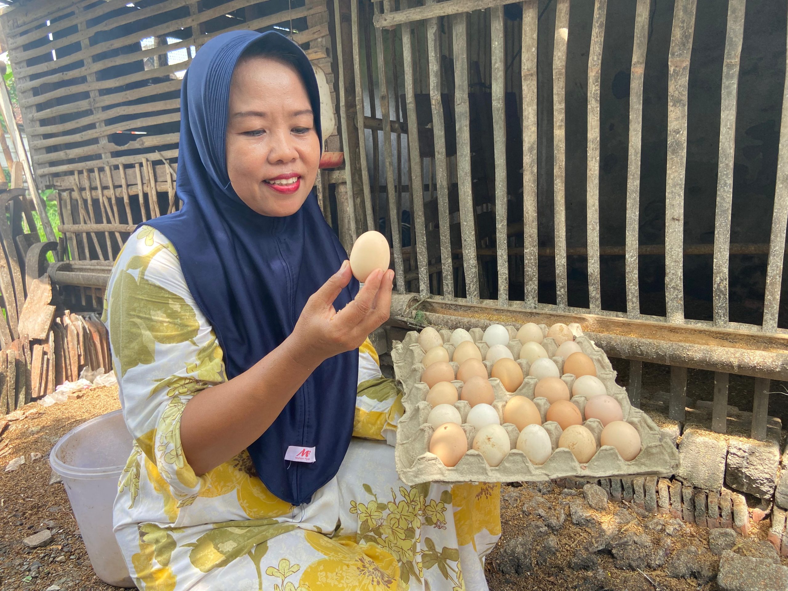 Budidaya ayam KUB.