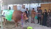 Sapi presiden prabowo.