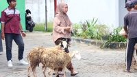Domba kesejahteraan Bojonegoro.