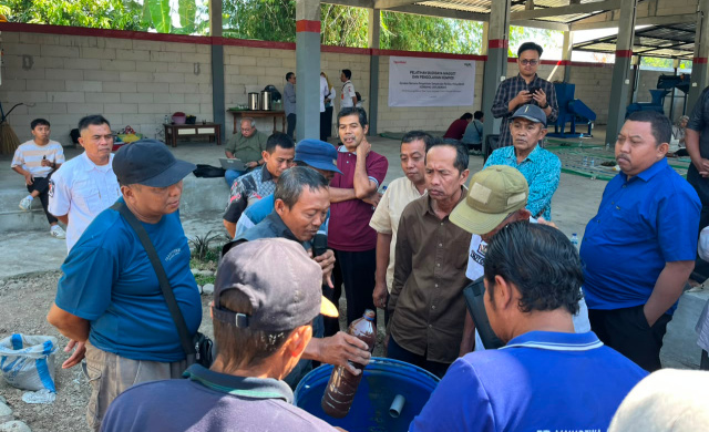 Budi daya magot