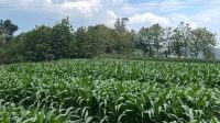 IMG_20260702_193100 Jagung