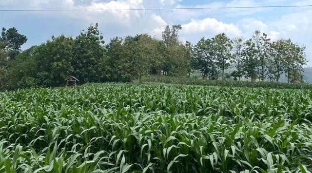 Jagung