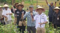 IMG_20260712_133459 Panen terong