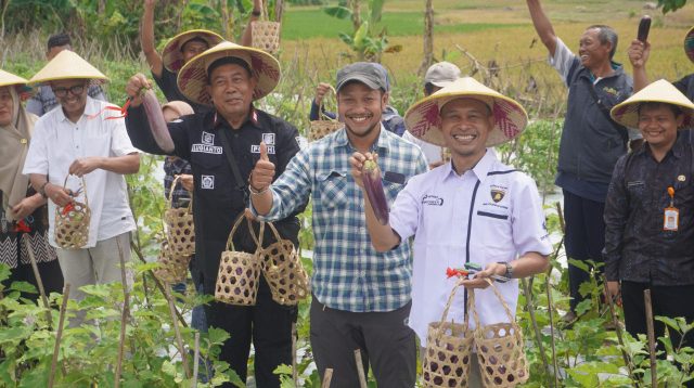 Panen terong