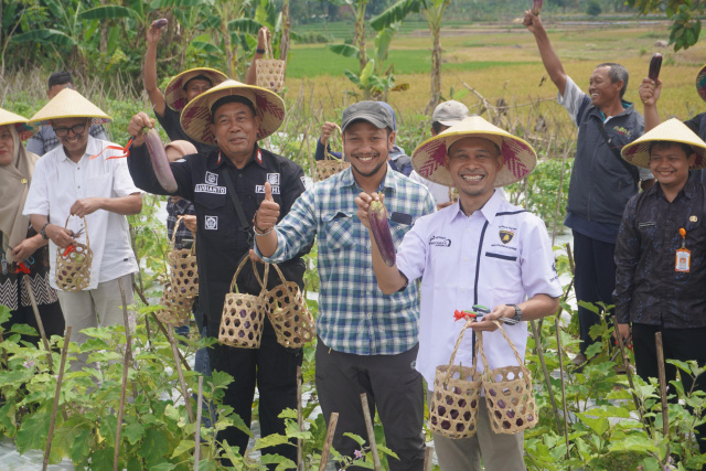 Panen terong