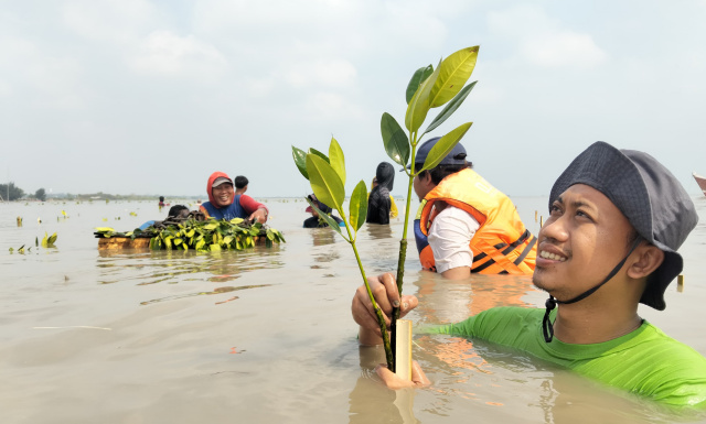 Tanam mangrove