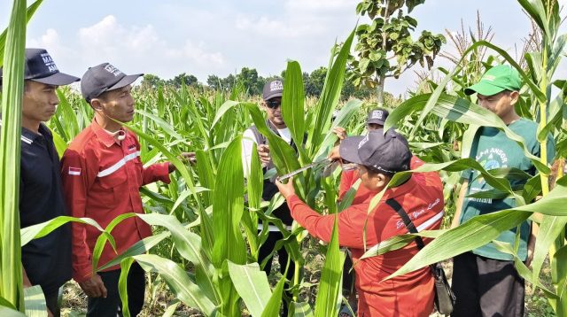 Petani jagung Desa Tengger