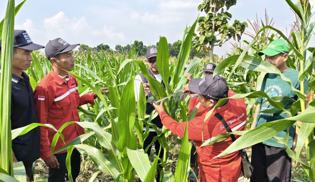 Petani jagung Desa Tengger
