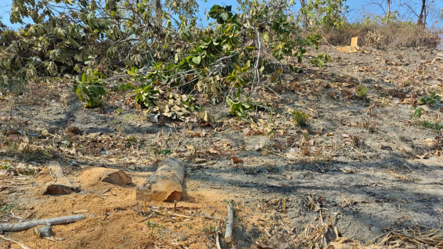 Penebangan hutan liar