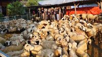 Pemuda Bojonegoro sukses ternak domba.