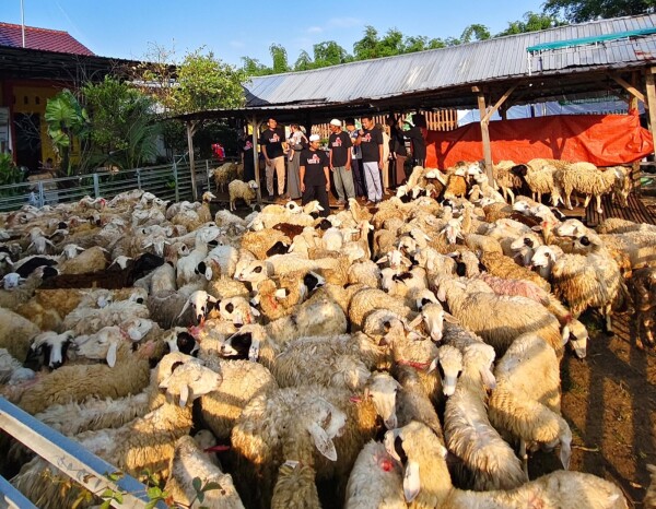Pemuda Bojonegoro sukses ternak domba.