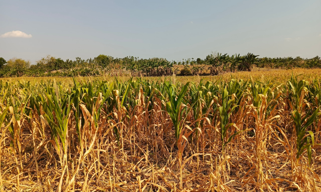 Jagung mengering