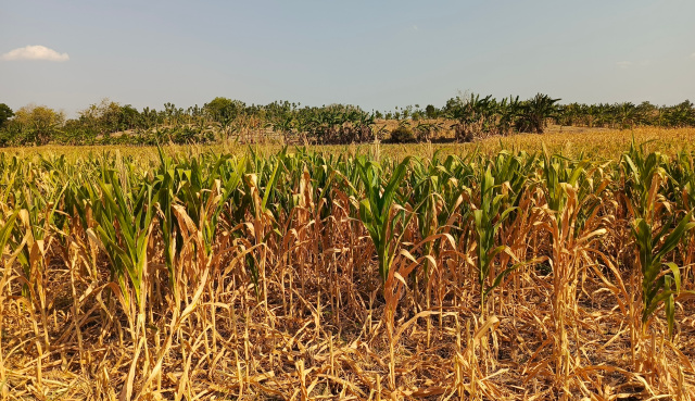 Tanaman jagung mengering