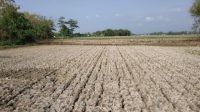 IMG_20261006_171851 Sawah kering
