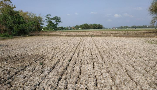 Sawah kering